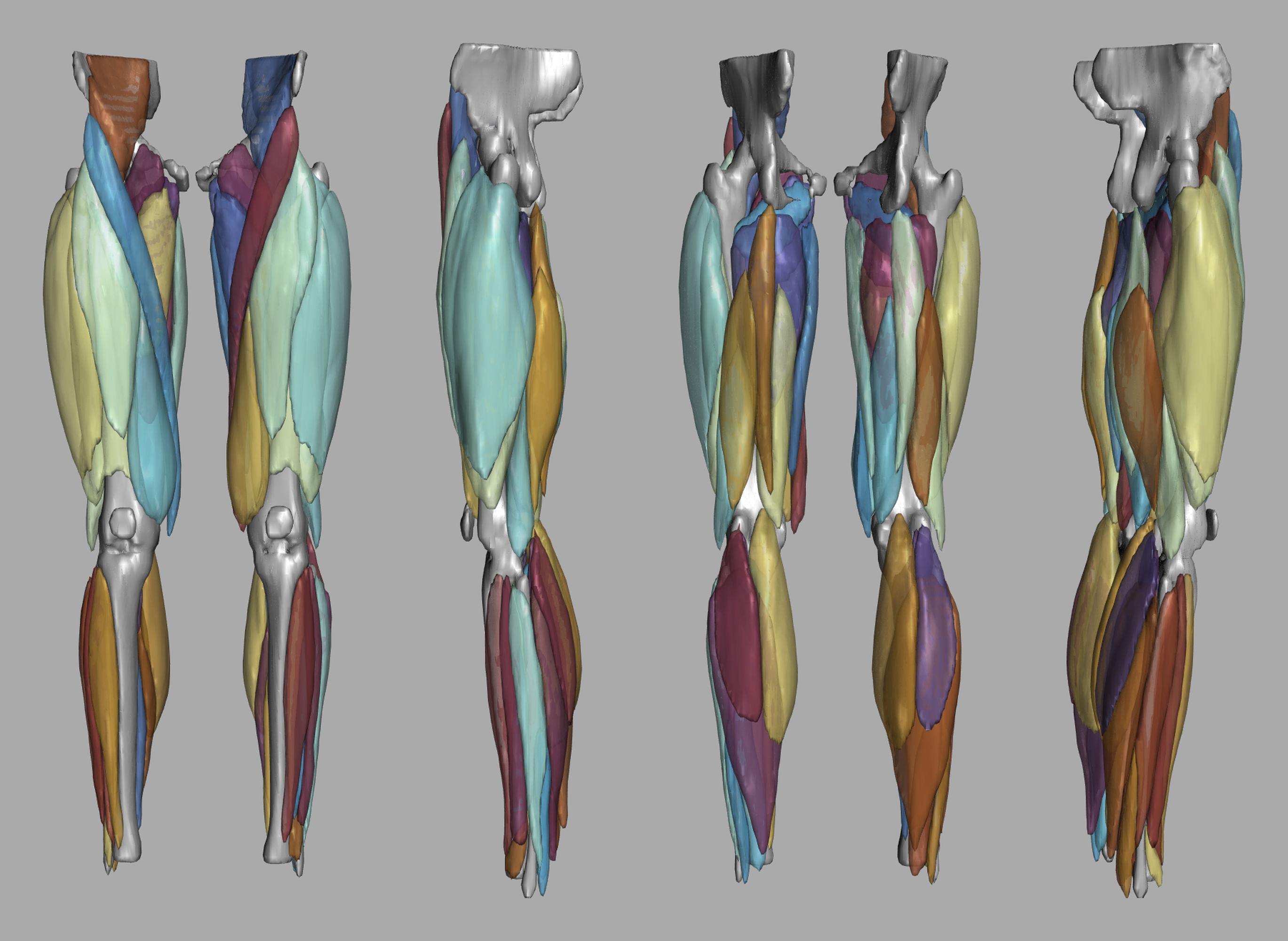 3D render of automated muscle segmentation labels generated using a CNN UNET.